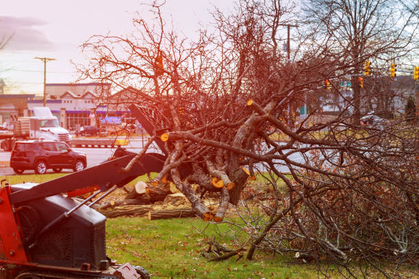 Reliable Orange, TX Tree Removal Services Solutions